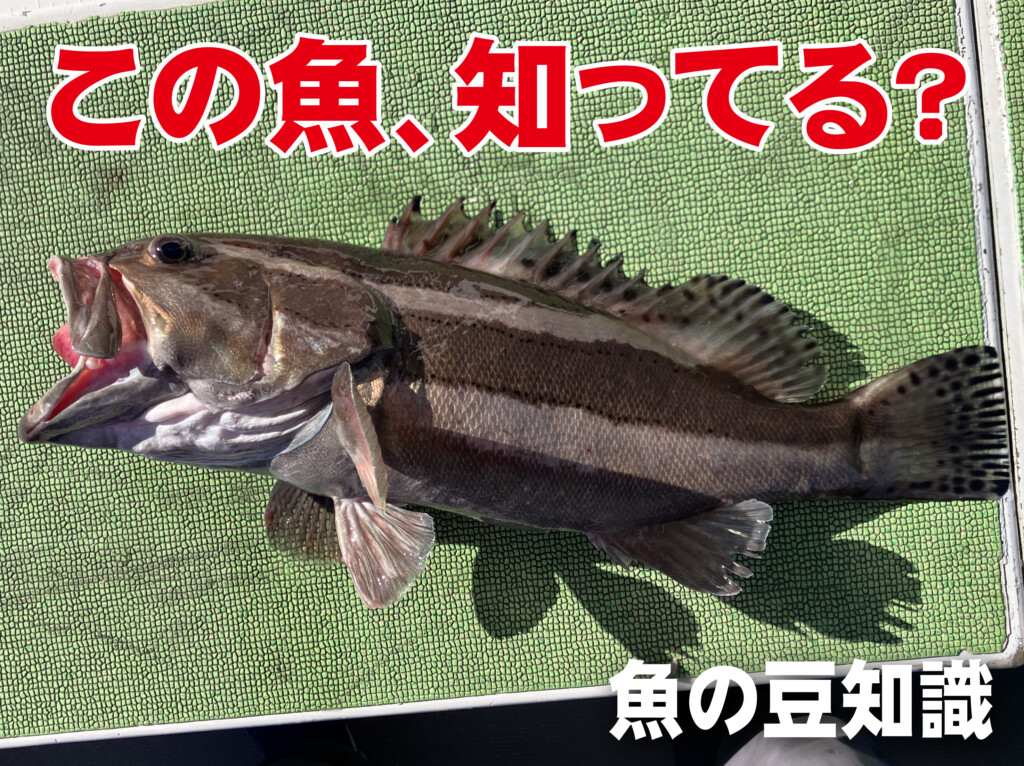 初めて見たこの魚！】調べてみたら、ナントめちゃくちゃ美味しい高級魚