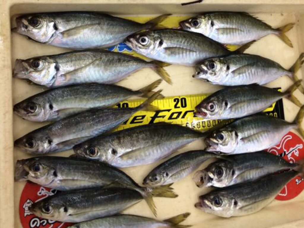 和歌山 の最新記事アイキャッチ