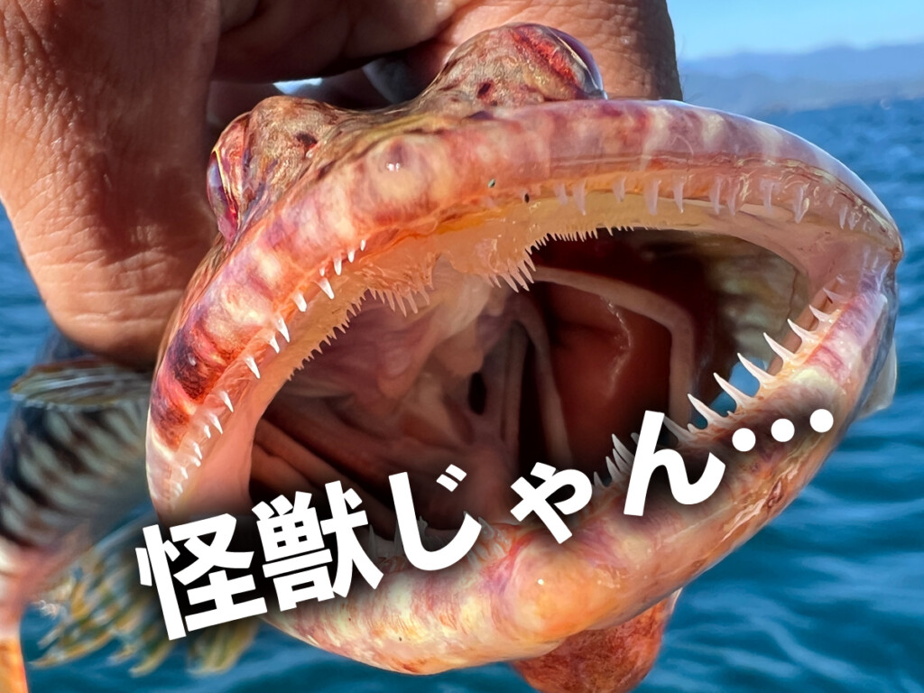 こわっ!!】 身近な堤防で釣れる「怪獣みたいな口」をしている魚知っ