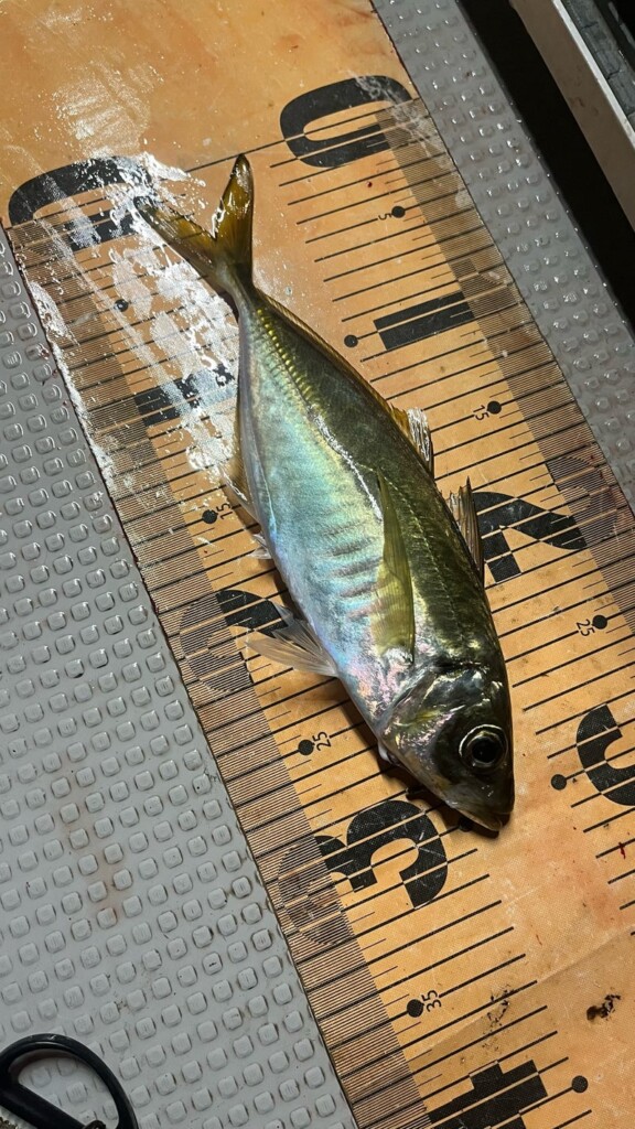 兵庫 の最新記事アイキャッチ