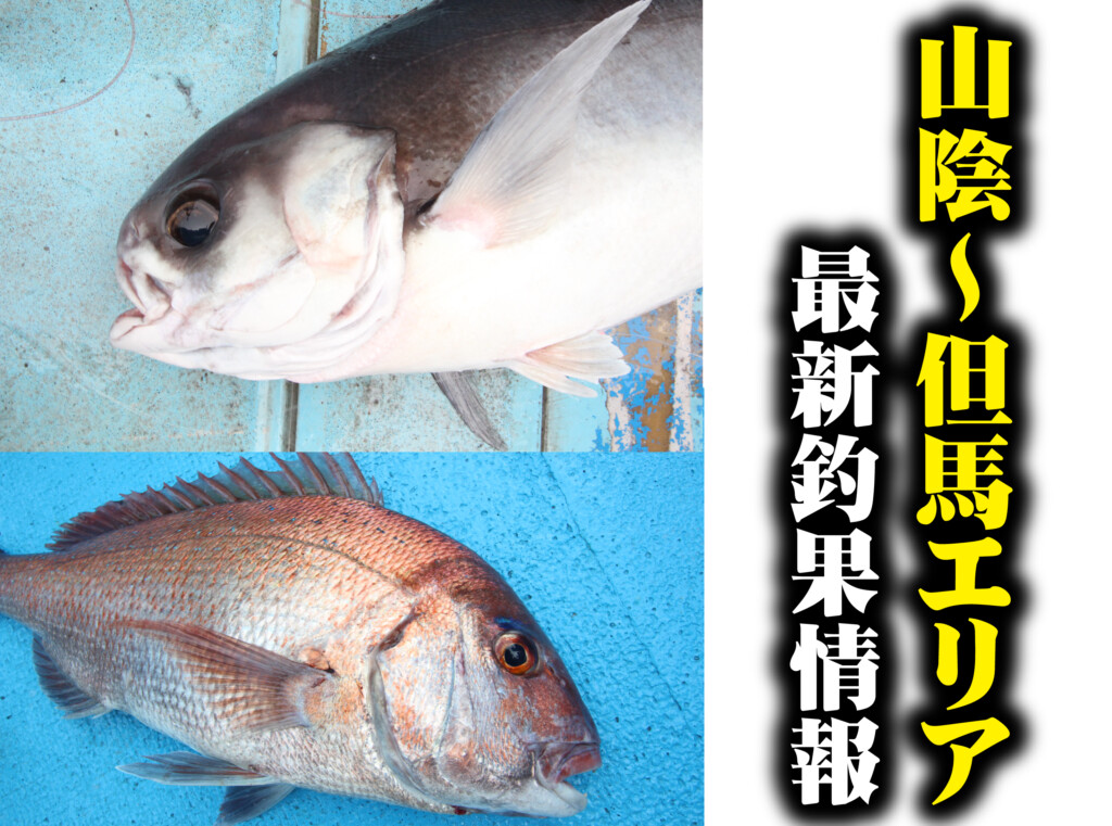 鳥取 の最新記事アイキャッチ