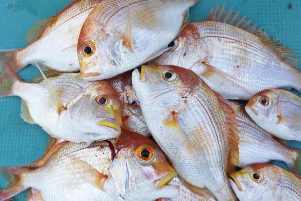 この魚の名前が一発で分かった人、名人級です。マダイではないこの魚