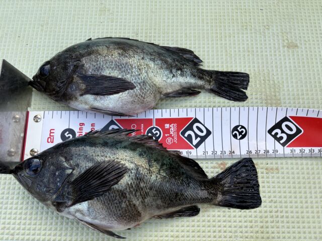 和歌山 の最新記事アイキャッチ