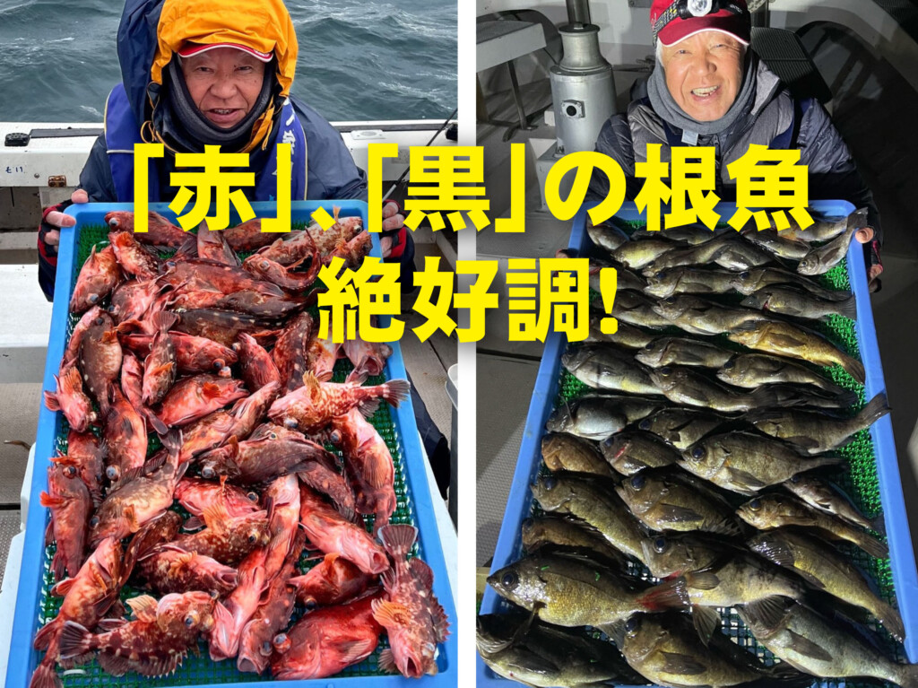 アナタは黒派？それとも赤派？ ダブル根魚が絶好調！【半夜のメバル