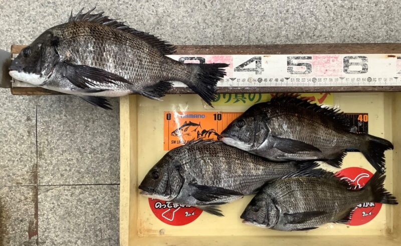 チヌ（クロダイ）狙いに最適なポイントを紹介！【堤防釣りの生情報をお