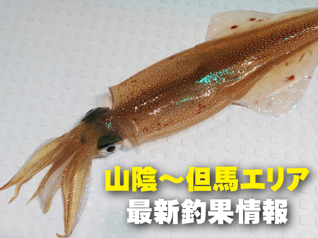 鳥取 の最新記事アイキャッチ