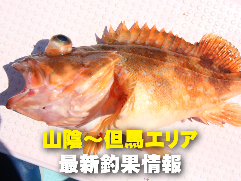 鳥取 の最新記事アイキャッチ