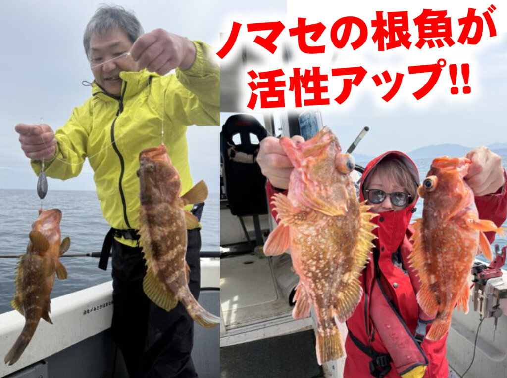 生きエサでデッカイ根魚が狙える季節！】ビギナーや子供も、アコウや