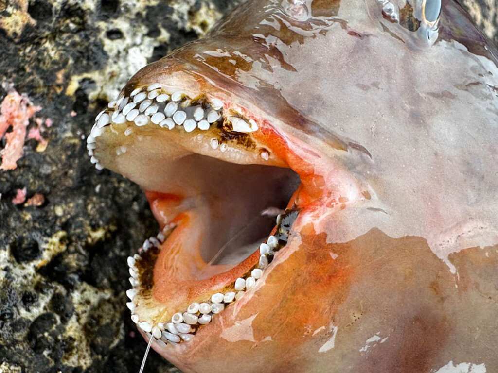 閲覧注意】見ると「ゾワッ」とする歯を持っているこの魚の名前は