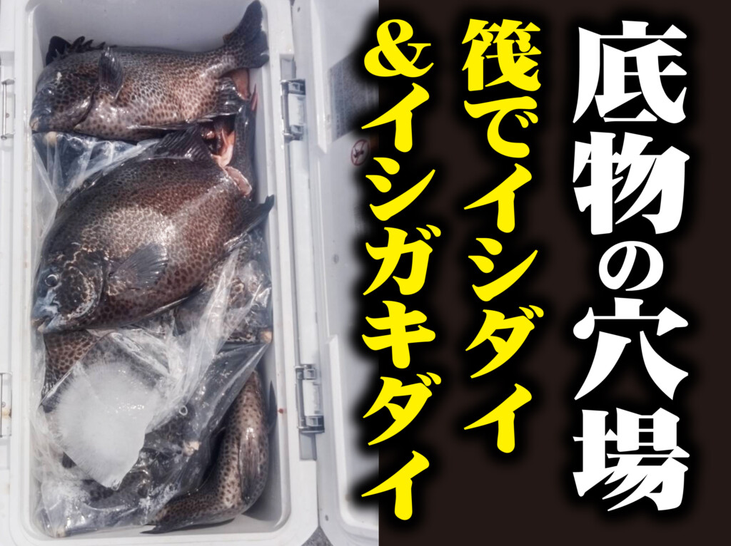 磯の王者が足場安全な筏から爆釣中!!】イシダイ＆イシガキダイが狙える